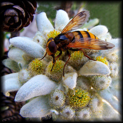 L'ape succhia il nettare dalla stella alpina
