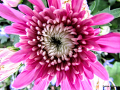 Dahlia In the Pink.