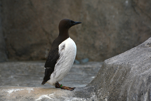Alaska, Penguin in Seward SeaLife Center