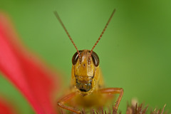 Grasshopper DSC 9620