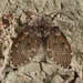 Moth IMG 4850