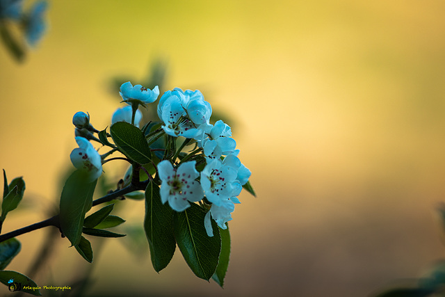 Blüten am Birnenbaum