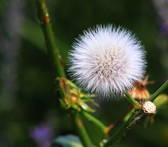 1 (182)..austria flower
