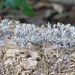 Unidentified fungus on dead pine log