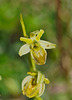 Spinnenragwurz (Ophrys sphegodes) - Albinovariante - Spider Orchid