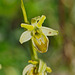 Spinnenragwurz (Ophrys sphegodes) - Albinovariante - Spider Orchid