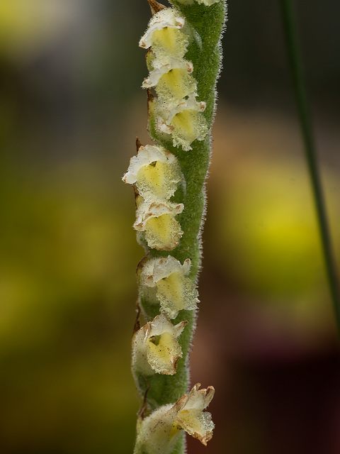 Spiranthes laciniata (Lace-lip Ladies'-tresses orchid)