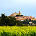 The Wealth of the South of France is the Wine: Quarante, Herault