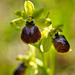 Eine einheimische Orchidee: Spinnenragwurz - Ophrys sphegodes - A native orchid: Early Spider Orchid - mit PiP