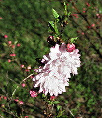 The Flowering Almond