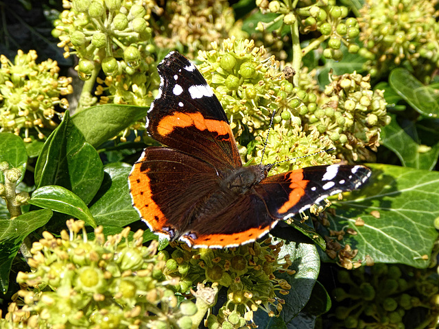Newly emerged Red Admiral butterfly feeding on Ivy in the morning sun