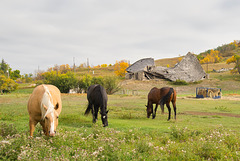 three horses and barn