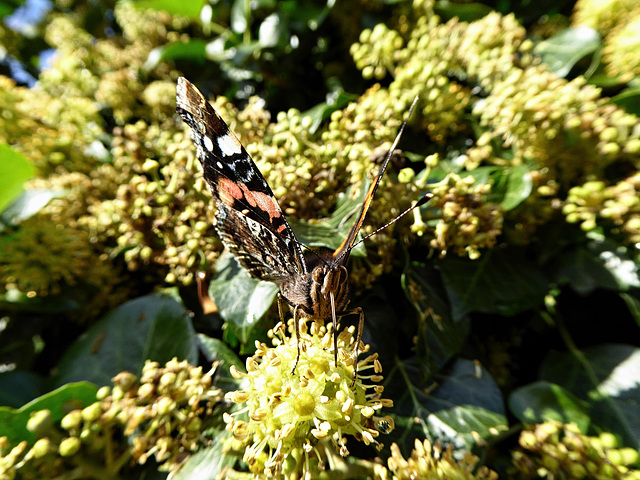 Newly emerged Red Admiral