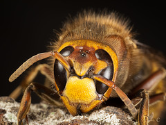 Study Of A Hornet - Face On