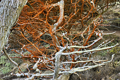 Red Moss – Point Lobos State Natural Reserve, California