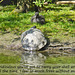 Moorhen chick & Red-eared Slider Turtle - East Blatchington Pond - 5.5.2018