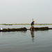 Seegras sammeln ... morgens auf dem Inle-See (© Buelipix)