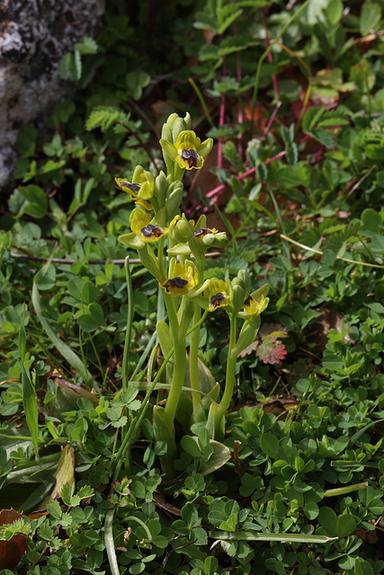 Yellow Bee Orchid (Ophrys lutea ssp gallaea), Crete