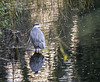 Grey Heron fishing late afternoon in the River Wey