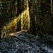 Ein Lichtstrahl im winterlichen Fichtenforst - A ray of light in a winter spruce forest