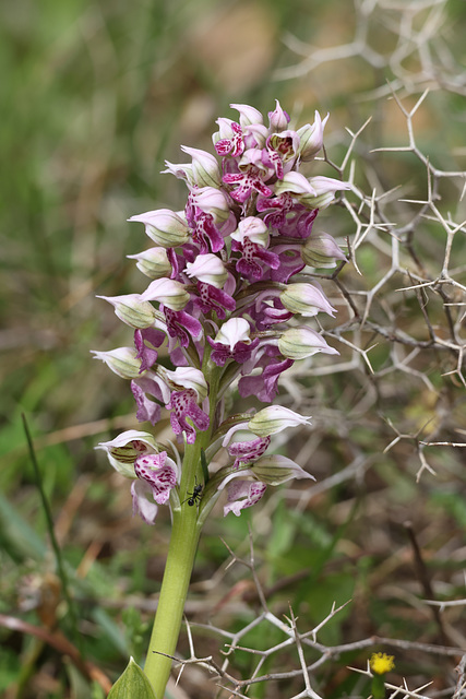 Milky Orchid (Orchis lactea), Crete