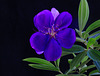 Fleur bleue dont la couleur évolue avec l'exposition solaire