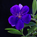 Fleur bleue dont la couleur évolue avec l'exposition solaire
