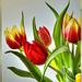 Tulips for the weekend... ©UdoSm