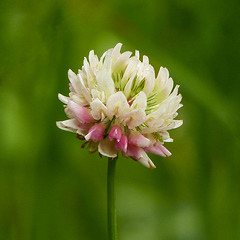 Alsike Clover / Trifolium hybridum
