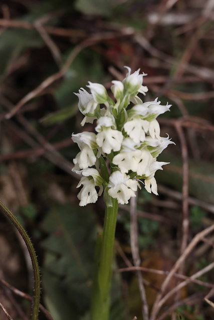 A white variety of the Milky Orchid (Orchis lactea), Crete