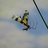Dragonfly caught by spider