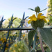 a fence for a Phlomis