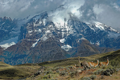 Nandues and guanacos in front of Torres del Paine