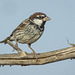 Gorrion moruno-Passer Hispaniolensis (♂)