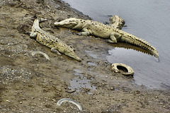 All Tired Out – Jungle Crocodile Safari, Tárcoles, Puntarenas Province, Costa Rica