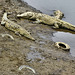All Tired Out – Jungle Crocodile Safari, Tárcoles, Puntarenas Province, Costa Rica