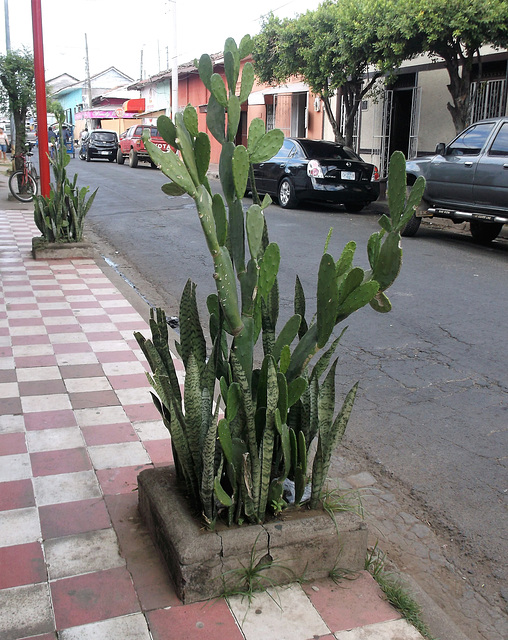 Cactus de trottoir