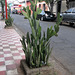 Cactus de trottoir