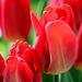 Rote Tulpen - Frühlingsboten