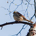 Day 6, White-throated Sparrow, Tadoussac