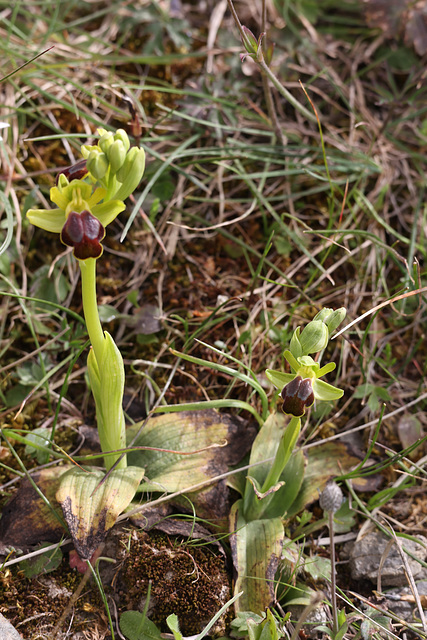 Sombre Bee Orchid (Ophrys fusca), Crete