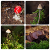 Stansted Forest Fungi Collage