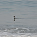 Lima, Playa Agua Dulce, Cormorant is Ready to Dive