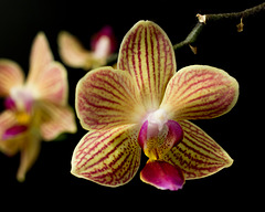 Sept 16: orchid