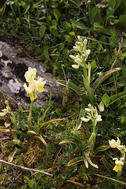 A group of Few-Flowered Orchid (Orchis provincialis ssp paucifolia), Crete