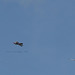 Segelflugzeug mit Schlepper