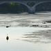 eau, bouée, pont St Pierre, Toulouse
