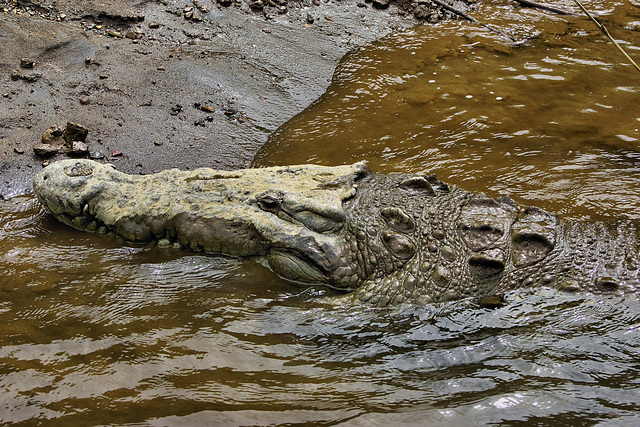 Watching – Jungle Crocodile Safari, Tárcoles, Puntarenas Province, Costa Rica