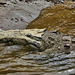 Watching – Jungle Crocodile Safari, Tárcoles, Puntarenas Province, Costa Rica