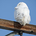 Snowy Owl back view